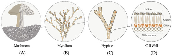 Harm-Free Construction Mycelium Bricks and a Sustainable Future