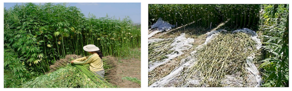 Hemp-lime (hempcrete) From hemp to green building materials